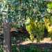 L'area pullula di uliveti e vigneti (foto di Alessia Schiavone)